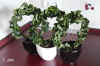 Hoya_compacta001.jpg (135329 Byte)