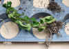 Hoya_compacta2_001.jpg (241308 Byte)