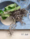 Hoya_compacta2_002.jpg (182828 Byte)