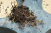 Hoya_compacta2_002a.jpg (193393 Byte)