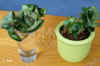 Hoya_compacta_hydro001.jpg (156656 Byte)