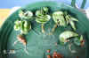 Hoya_compacta_hydro002.jpg (189834 Byte)