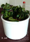 Hoya_compacta_hydro003.jpg (203410 Byte)