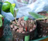 Hoya_compacta_hydro2_002.jpg (178665 Byte)