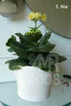Kalan_blossfeldiana001.jpg (122685 Byte)