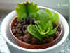 Kalan_blossfeldiana002.jpg (154274 Byte)