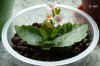 Kalan_blossfeldiana003.jpg (158864 Byte)