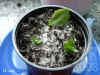 Kalan_blossfeldiana004.jpg (270385 Byte)
