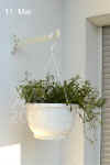 Lobel_erinus_pendula001.JPG (161660 Byte)