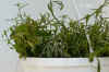 Lobel_erinus_pendula002.JPG (210611 Byte)