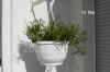 Lobel_erinus_pendula003.JPG (178628 Byte)