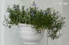 Lobel_erinus_pendula004.JPG (233924 Byte)