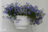 Lobel_erinus_pendula006.JPG (174785 Byte)