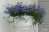 Lobel_erinus_pendula007.JPG (208328 Byte)