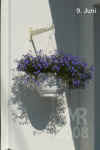Lobel_erinus_pendula008.JPG (199807 Byte)