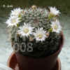 Mammi_pennispinosa001.jpg (236182 Byte)