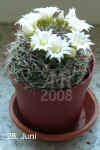 Mammi_pennispinosa002.jpg (189242 Byte)