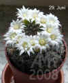Mammi_pennispinosa003.jpg (242400 Byte)