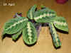 Maran_leuconeura_F001.jpg (229313 Byte)