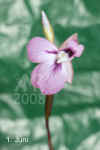 Maran_leuconeura_F002.jpg (121857 Byte)