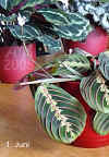 Maran_leuconeura_F003.jpg (234751 Byte)