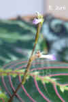 Maran_leuconeura_F004.jpg (181469 Byte)