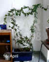 Passi_caerulea001.jpg (220889 Byte)