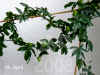 Passi_caerulea002.jpg (293473 Byte)