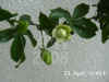 Passi_caerulea004.jpg (185907 Byte)