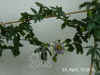 Passi_caerulea005.jpg (257046 Byte)