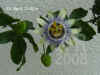 Passi_caerulea006.jpg (167931 Byte)