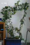 Passi_caerulea007.jpg (216810 Byte)
