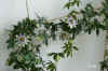 Passi_caerulea008.jpg (233673 Byte)