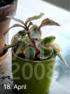 Peper_clusiifolia_var001.jpg (161035 Byte)