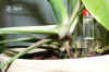 PhiloEfeutute003.jpg (150149 Byte)