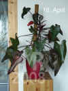 Philo_erubescens001.JPG (197065 Byte)