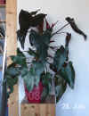 Philo_erubescens002.JPG (200659 Byte)