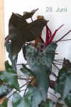 Philo_erubescens003.JPG (199563 Byte)