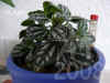 Pilea_cardierei001.JPG (197543 Byte)