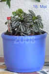 Pilea_cardierei002.JPG (129942 Byte)