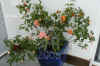 Rosa_Hochzeit001.JPG (206971 Byte)