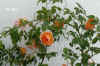 Rosa_Hochzeit002.JPG (228063 Byte)