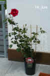 Rosa_Markus_M002.jpg (193320 Byte)