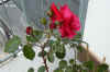 Rosa_Markus_M003.jpg (168360 Byte)