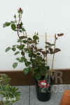 Rosa_Markus_M.jpg (234054 Byte)