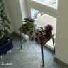 Saint_ionantha_Hy_bw002.jpg (274621 Byte)