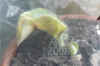 Saint_ionantha_Hy_bw005.jpg (116102 Byte)