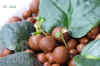Saint_ionantha_Hy_mix007.jpg (241677 Byte)