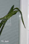 Sanse_trifasciata_001.jpg (119486 Byte)