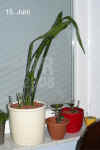 Sanse_trifasciata_002.jpg (137636 Byte)